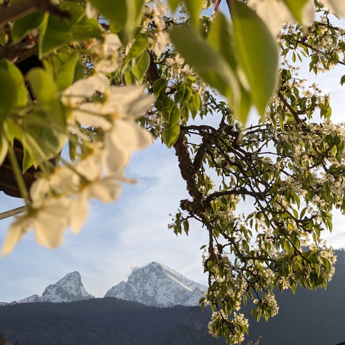 Blühender Baum mit Bergen im Hintergrund und klarem Himmel.